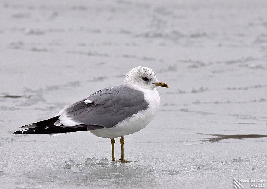 Common Gull