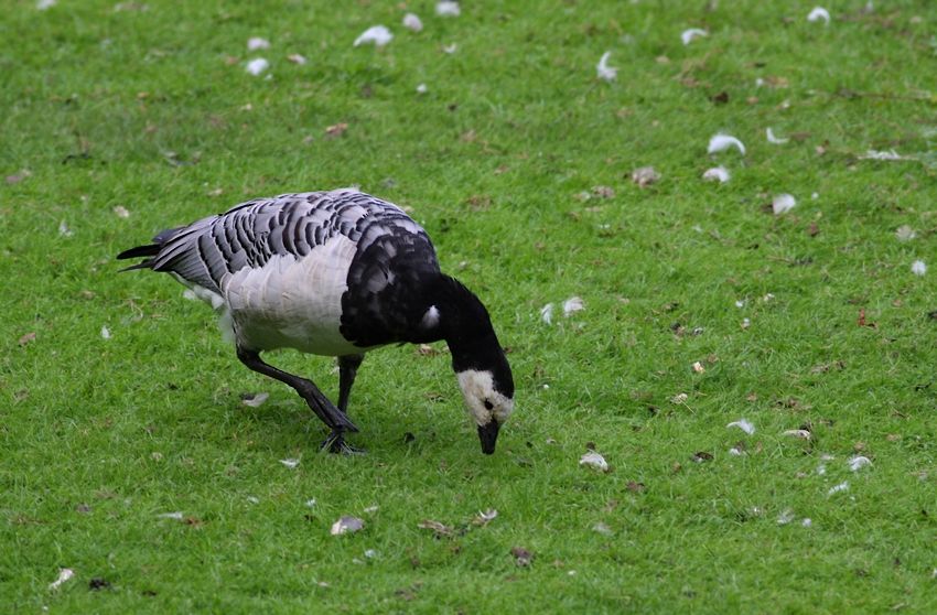 Barnacle Goose