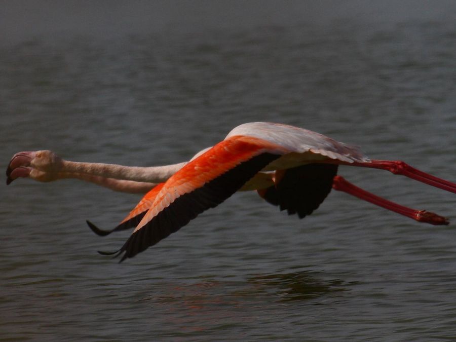 Flamingo