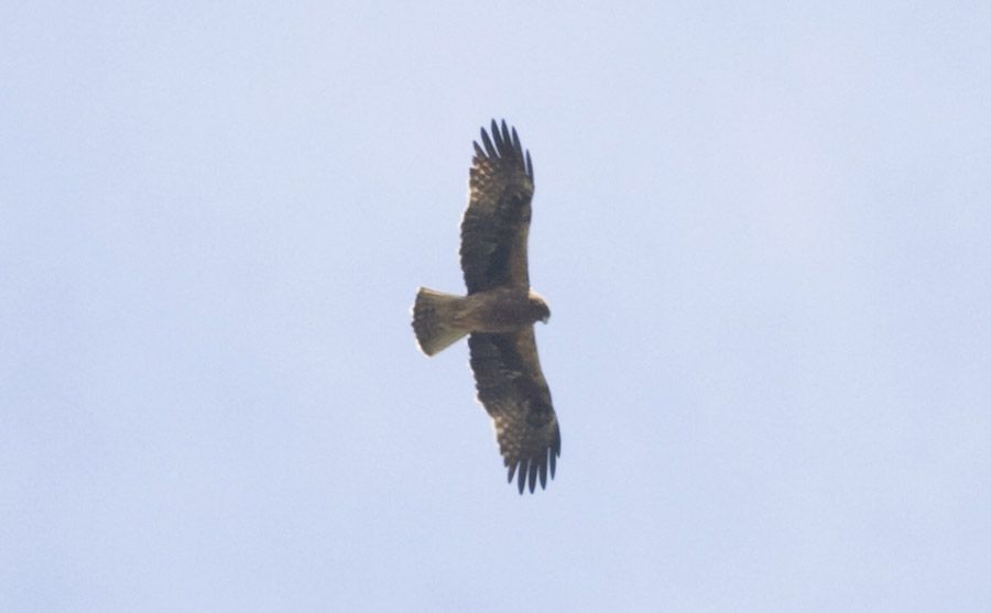 Küçük Kartal