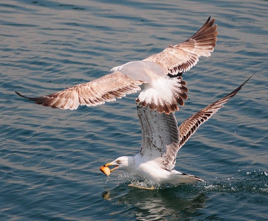 Gümüş Martı