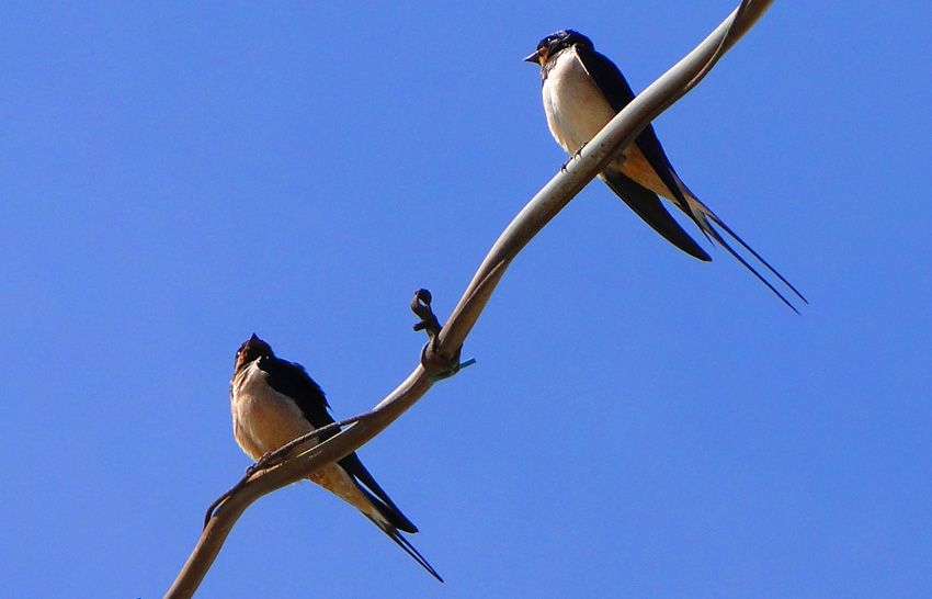 Kır Kırlangıcı