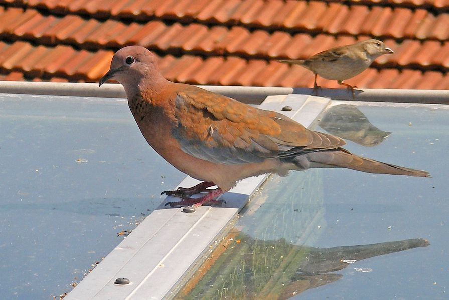 Küçük Kumru