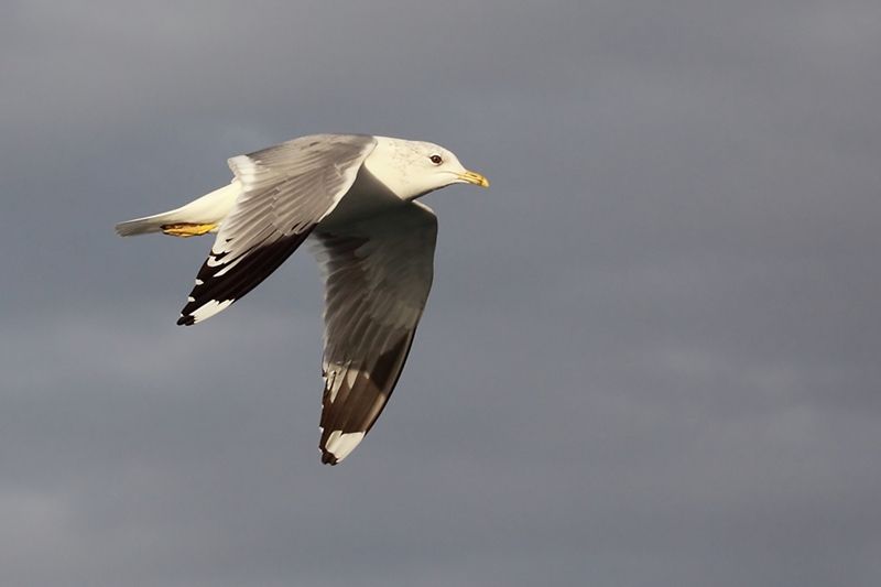Common Gull