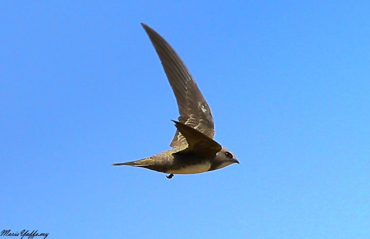 Akkarınlı Ebabil