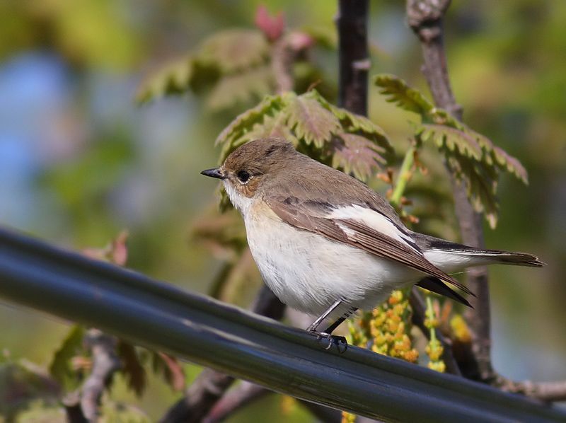 Kara Sinekkapan