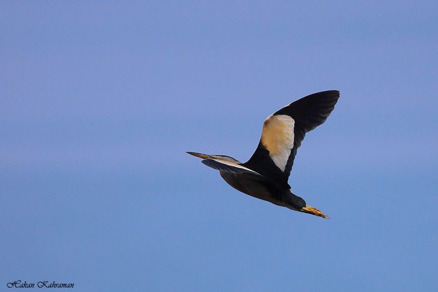 Küçük Balaban