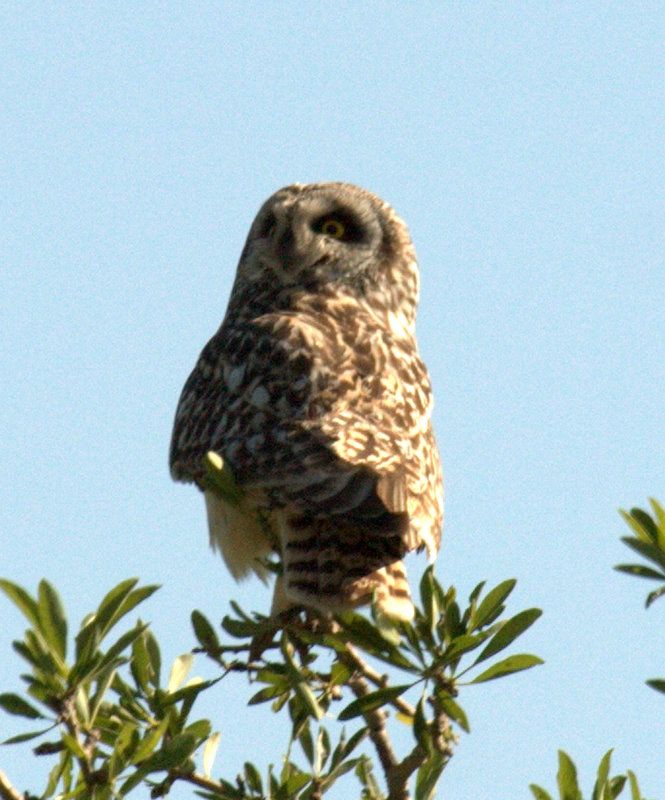 Kır Baykuşu