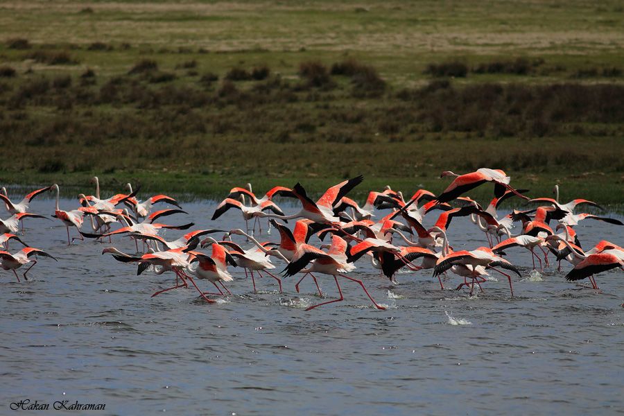 Flamingo