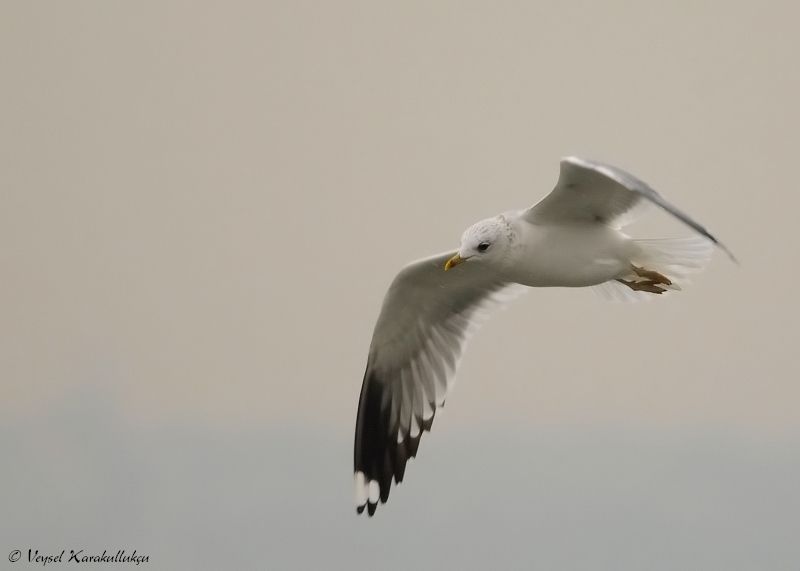 Common Gull