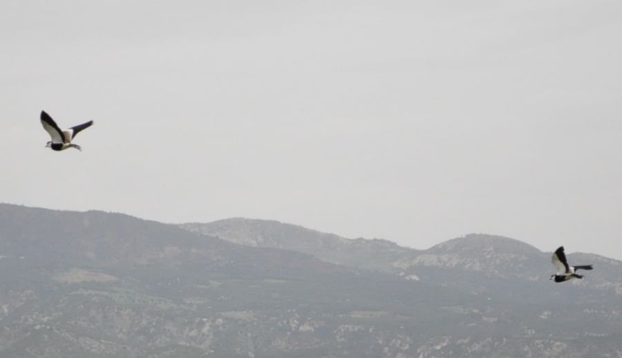 Mahmuzlu Kızkuşu