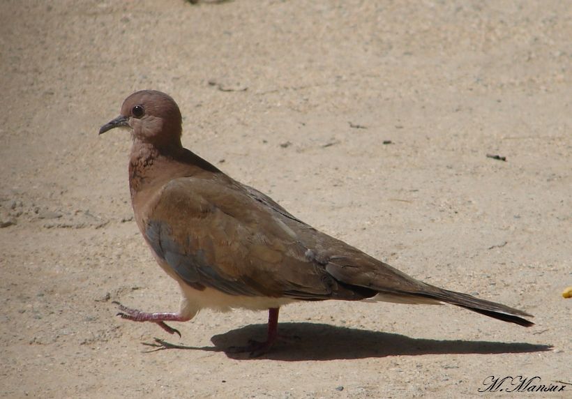 Küçük Kumru