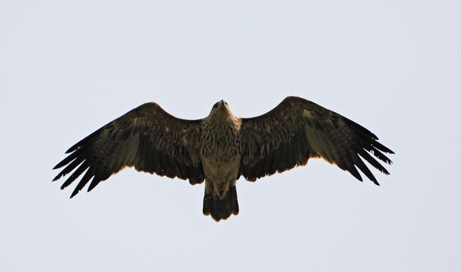 Şah Kartal