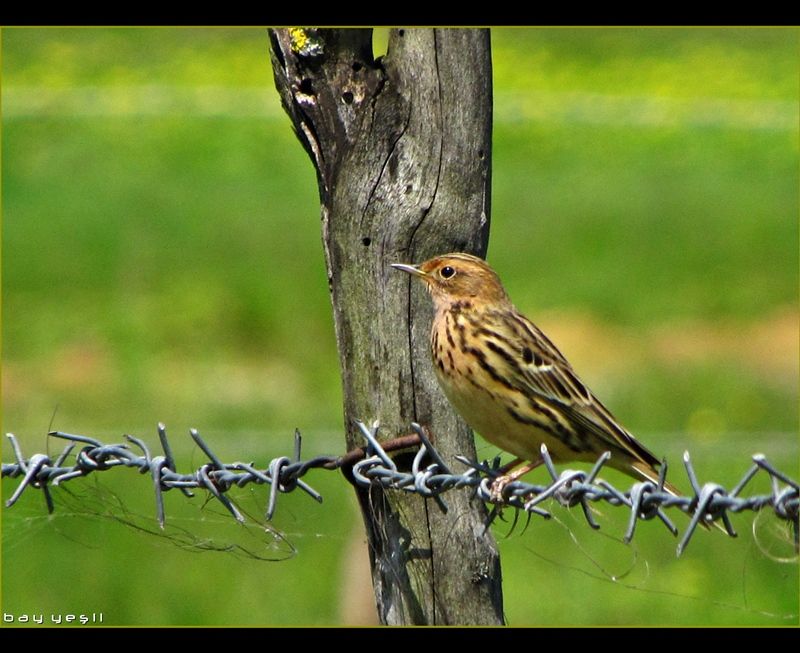 Red-throated Pipit