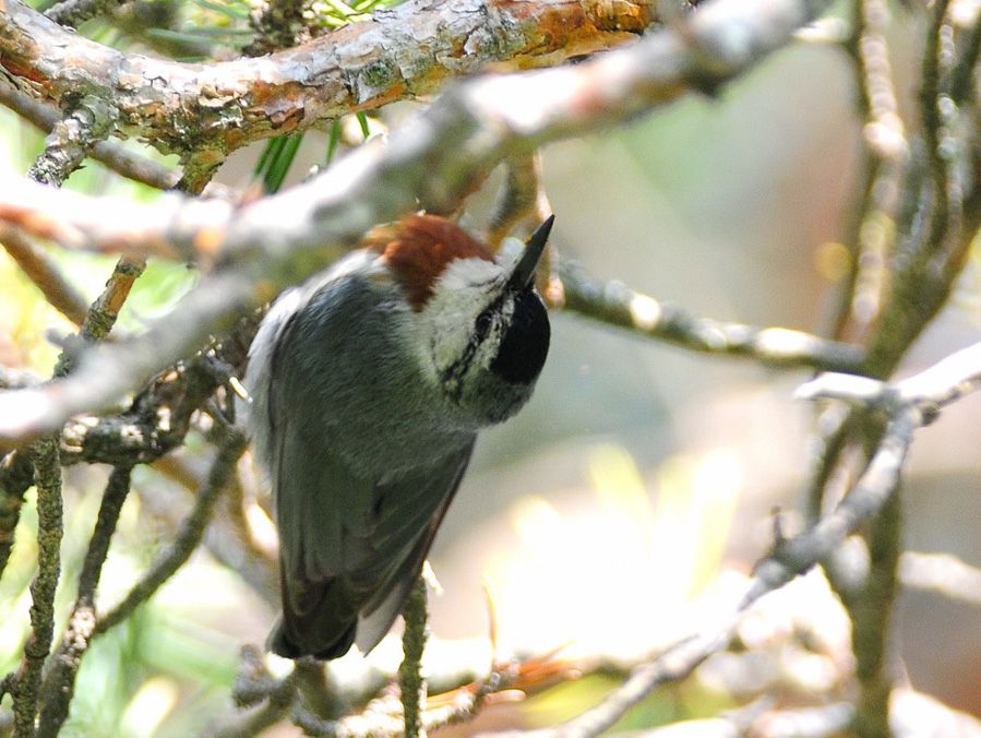 Krüper`s Nuthatch
