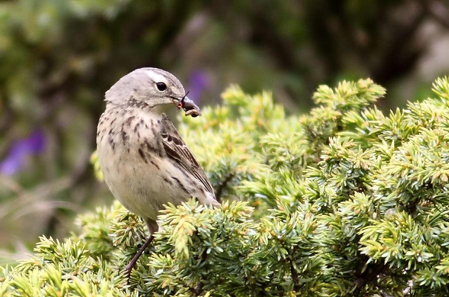 Water Pipit