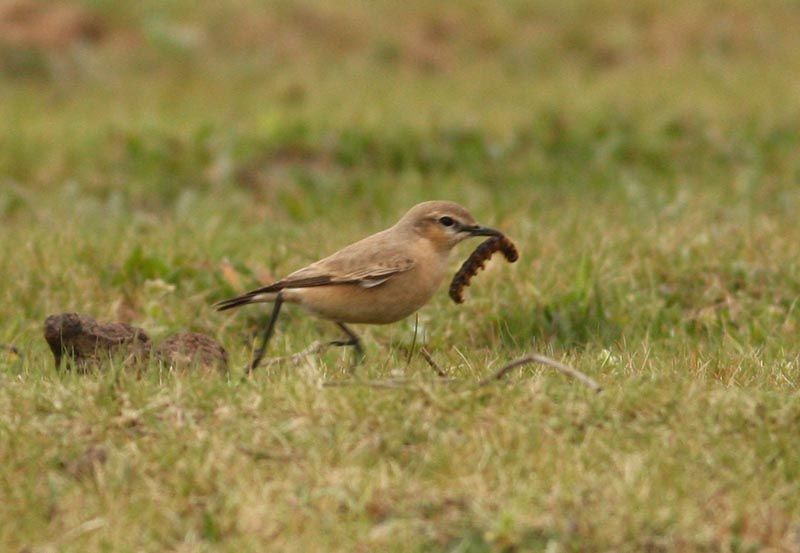 Isabelline Wheatear