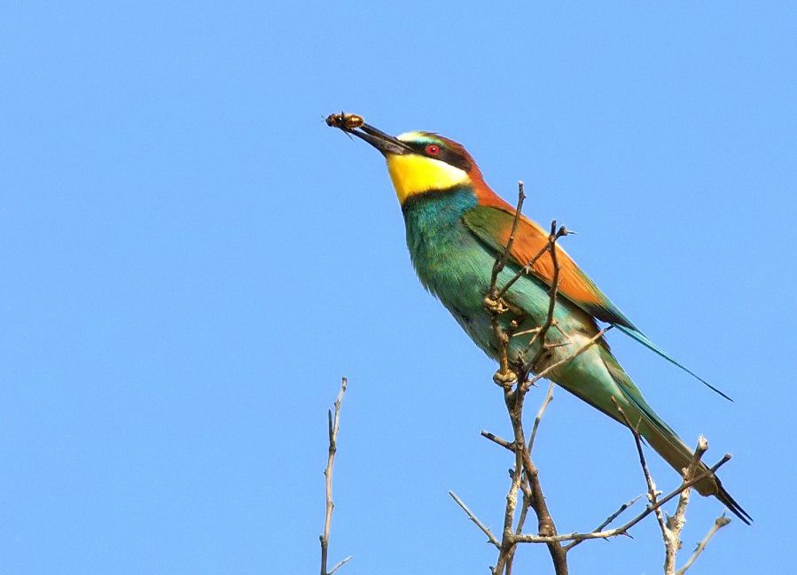 European Bee-eater