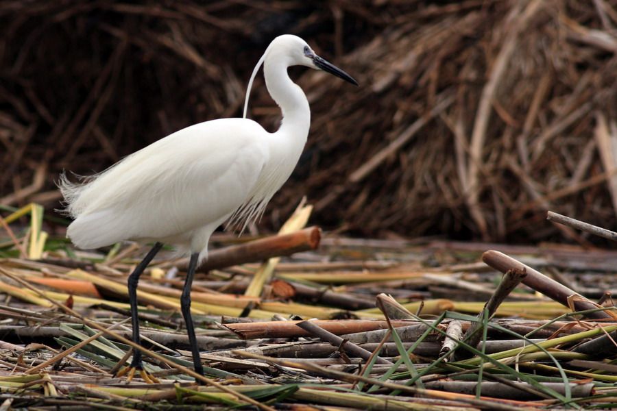 Little Egret