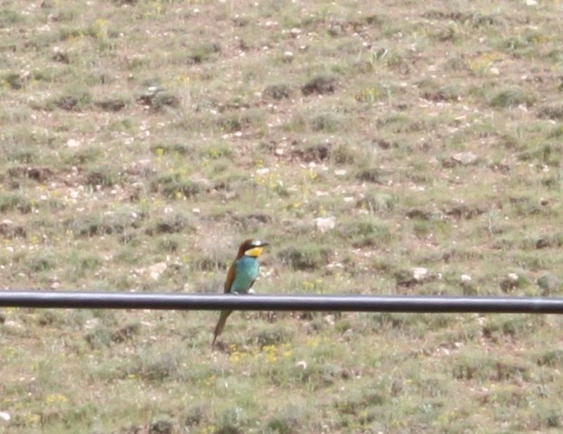 European Bee-eater