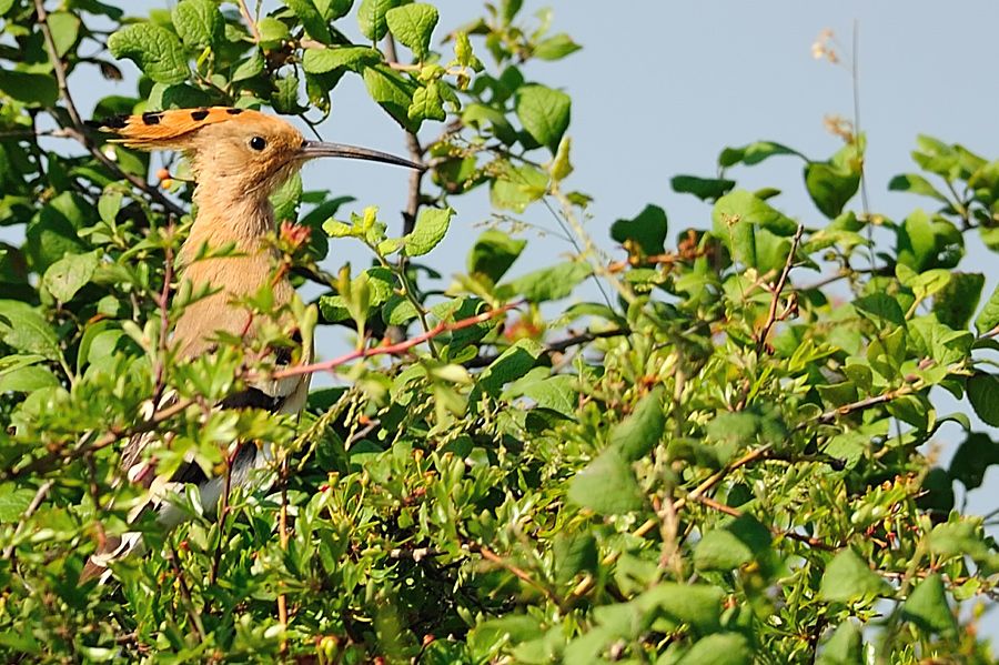 Eurasian Hoopoe
