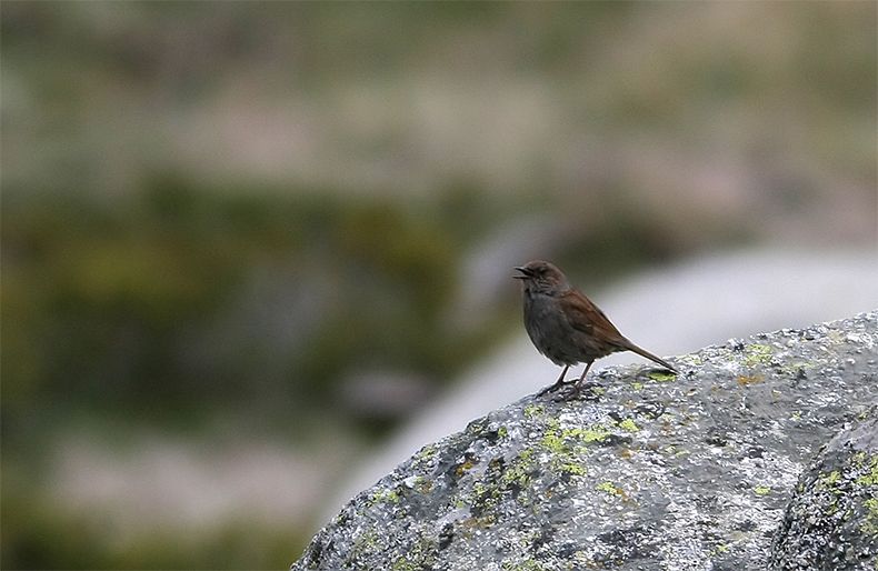 Dunnock