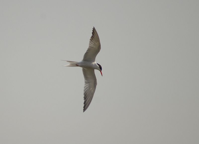 Common Tern