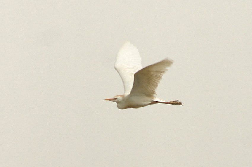 Western Cattle Egret