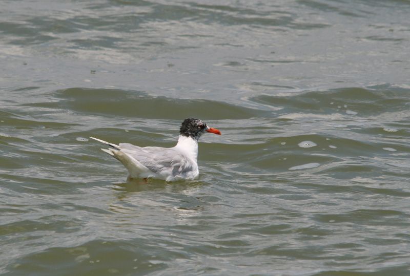 Mediterranean Gull