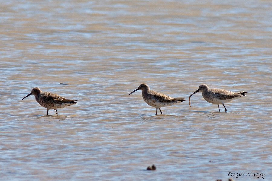 Kızıl Kumkuşu