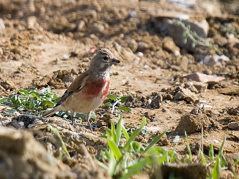Common Linnet
