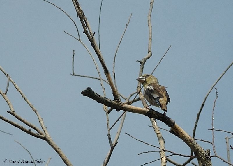 Hawfinch