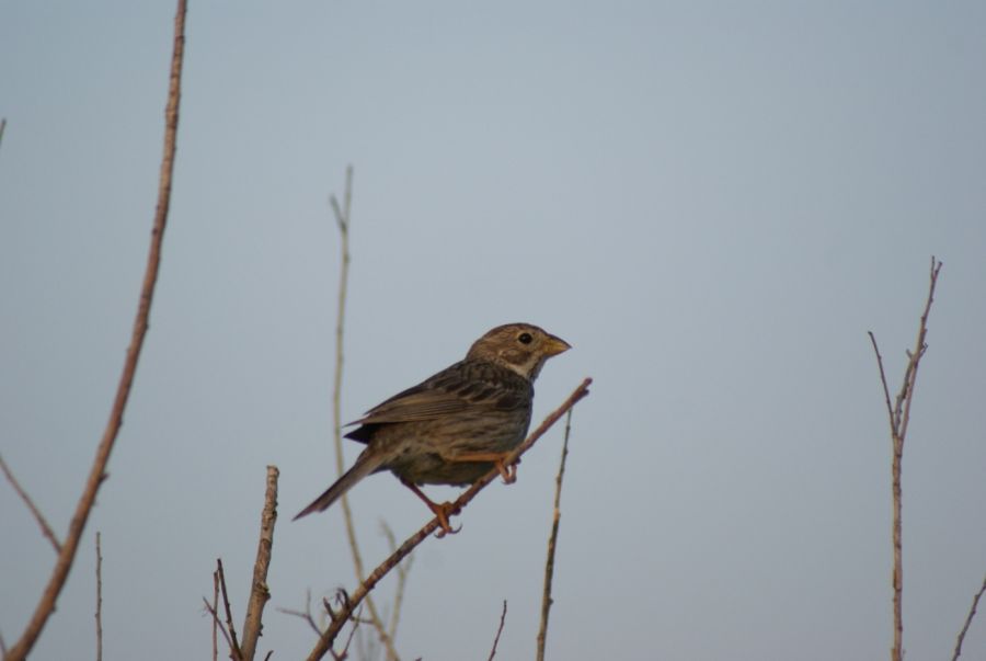 Corn Bunting