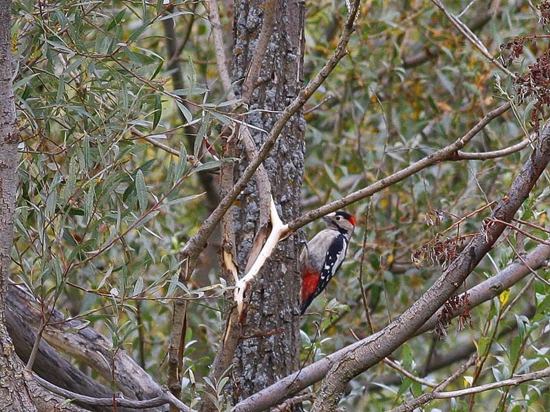 Syrian Woodpecker