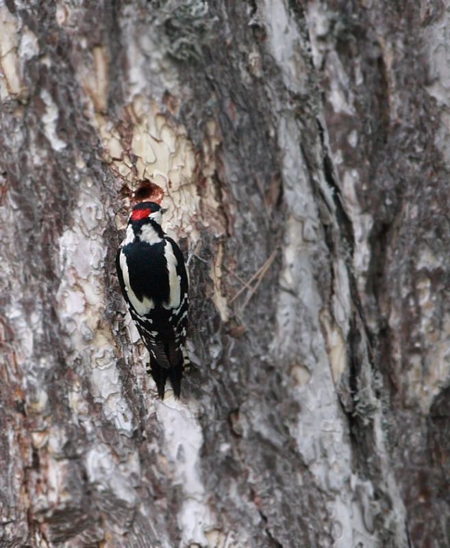 Great Spotted Woodpecker