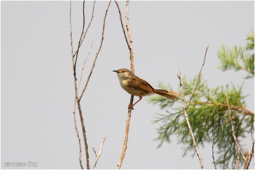Delicate Prinia