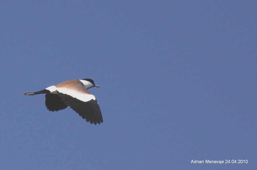 Spur-winged Lapwing