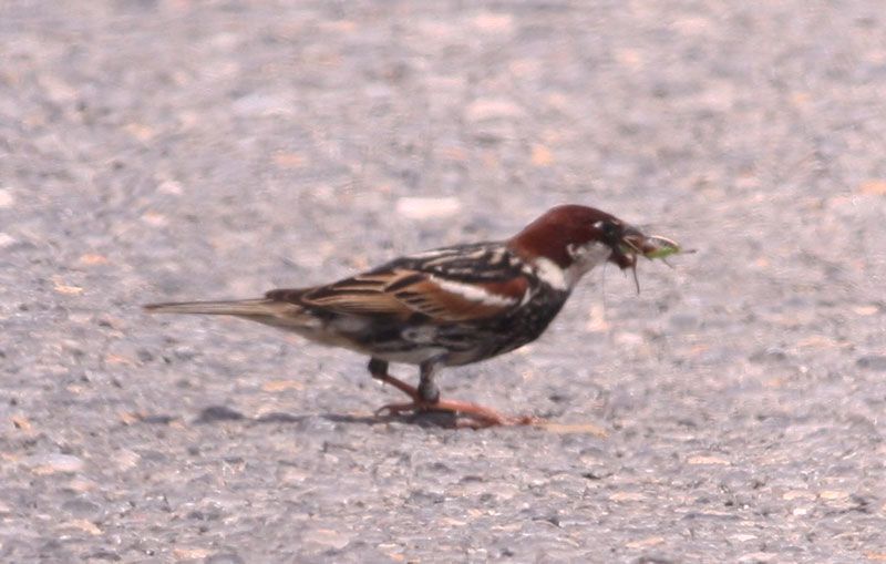 Spanish Sparrow