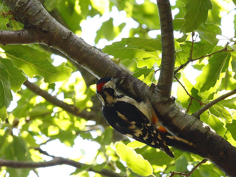 Great Spotted Woodpecker