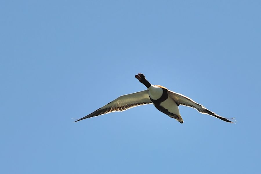 Common Shelduck
