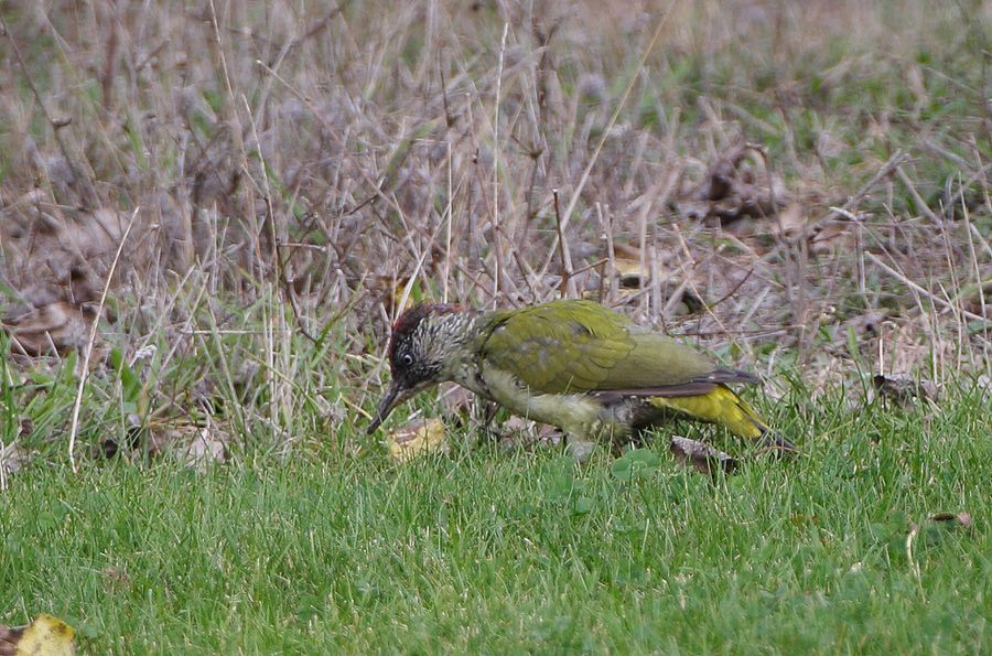 European Green Woodpecker