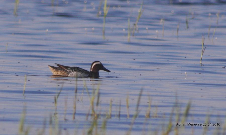 Garganey