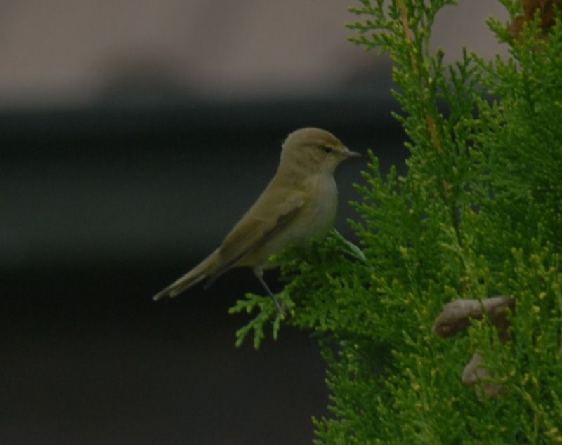 Willow Warbler