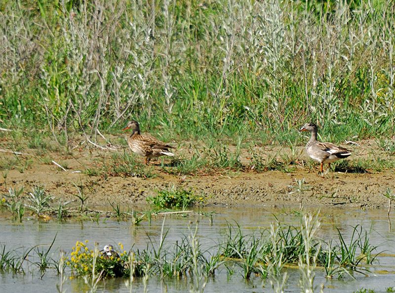 Gadwall