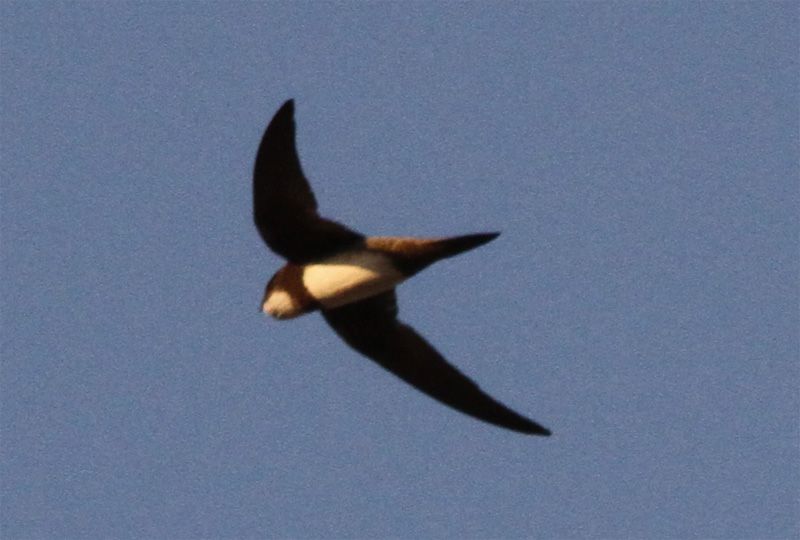 Akkarınlı Ebabil
