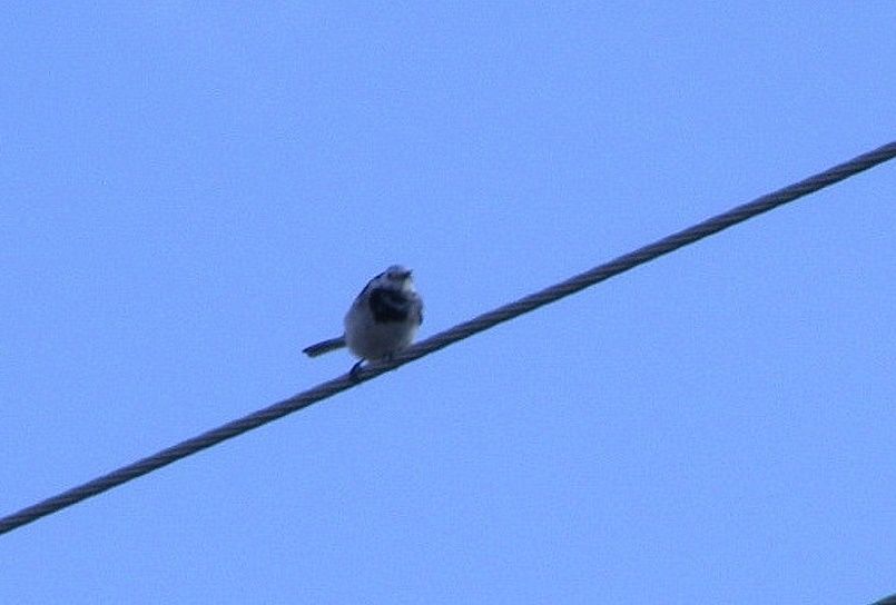 Ak Kuyruksallayan