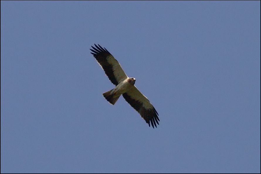 Küçük Kartal