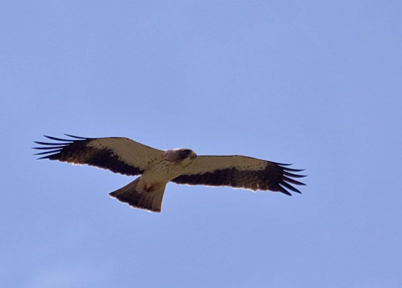 Küçük Kartal