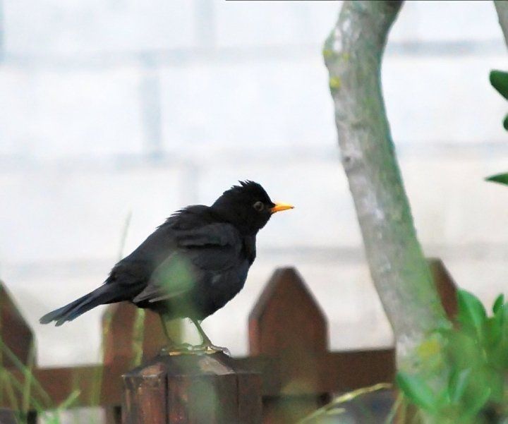 Common Blackbird