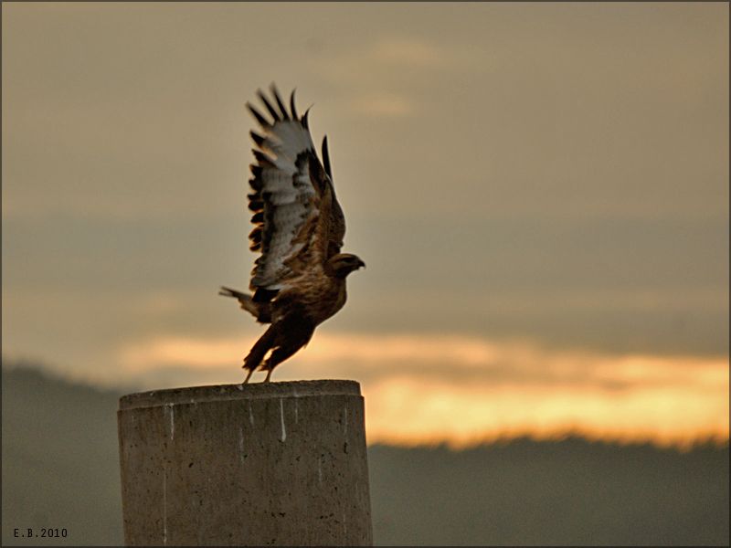 Long-legged Buzzard